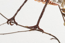 Load image into Gallery viewer, Original Pressed Plant Artwork -  Winter Robin