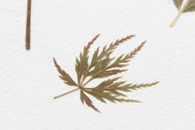 Load image into Gallery viewer, Original Pressed Plant Artwork -  'Summer Tree' from A Year in the Wild