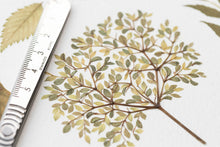 Load image into Gallery viewer, Original Pressed Plant Artwork -  'Summer Tree' from A Year in the Wild