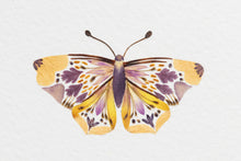 Load image into Gallery viewer, Original Pressed Plant Artwork -  'Butterflies' from A Year in the Wild