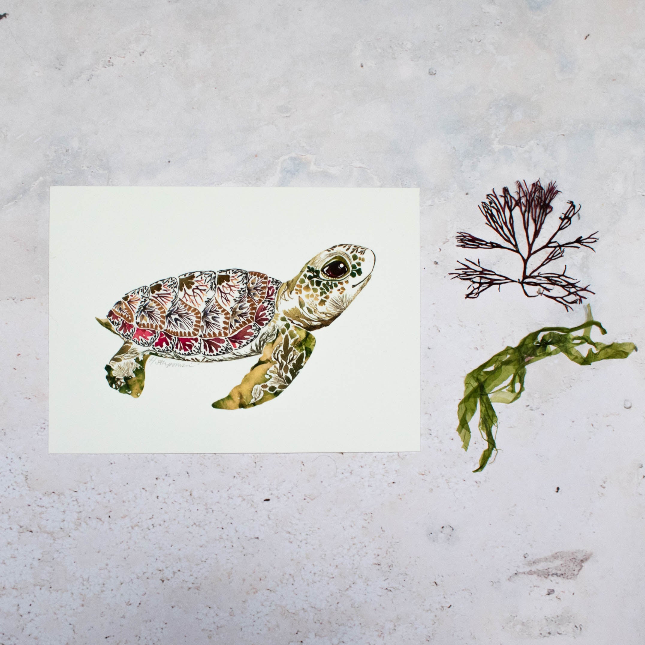 Sea Turtle Giclée Print - 5
